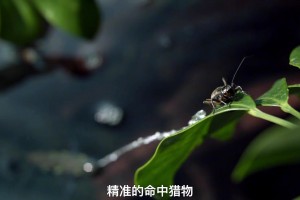 慕尼黑晚报：戴维斯续约与否取决于薪资，拜仁目前开1400万欧年薪